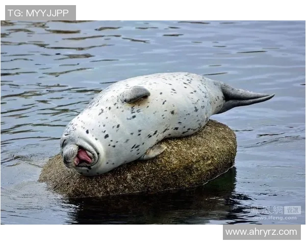 足球明星变身胖胖星球的搞笑表情包大集合让你捧腹大笑 足球明星变身胖胖星球的搞笑表情包大集合让你捧腹大笑